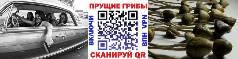 продажа наркотиков  Щёлкино  Псилоцибиновые грибы Magic Shrooms 
